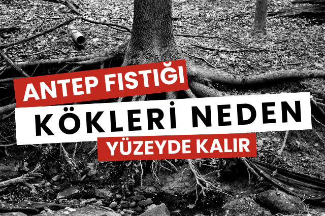 Antep Fıstığı Kökleri Neden Yüzeyde Kalır