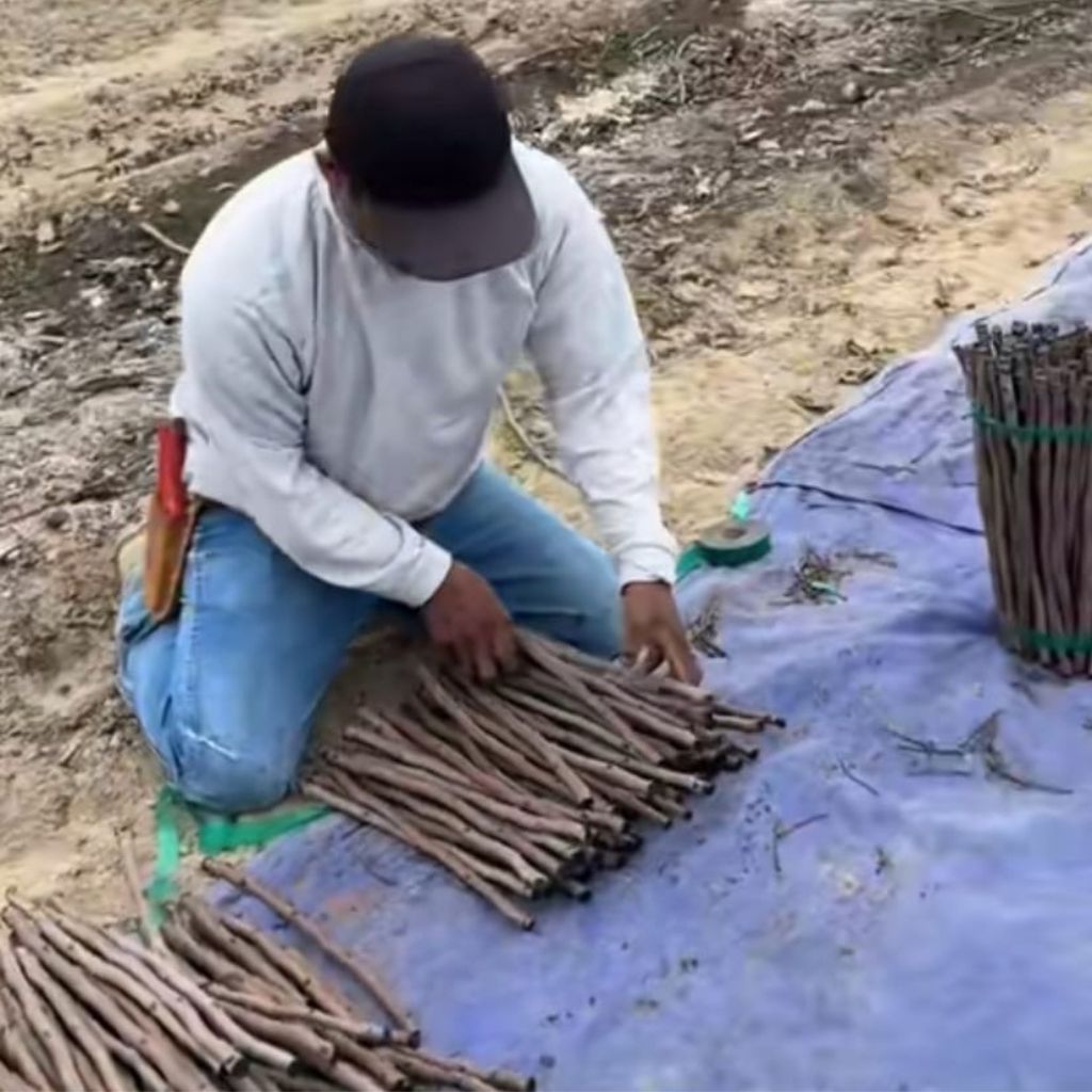 Antep Fıstığı Aşı Kalemlerinin Depolanması ve Aşı Zamanında Kullanımı