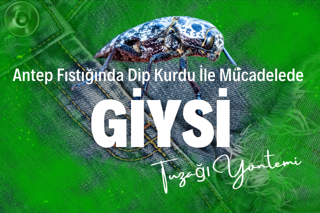 Antep Fıstığında Dip Kurdu ile Mücadelede Giysi Tuzağı Yöntemi