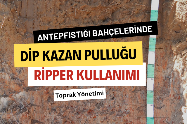 Antep fıstığı bahçelerinde dip kazan pulluğu ve ripper kullanımı