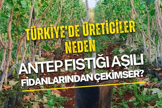 Türkiye’de Üreticiler Neden Antep Fıstığı Aşılı Fidanlarından Çekimser