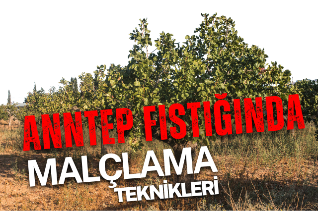 Sera taban örtüsü antep fıstığı bahçelerinde Kullanımı