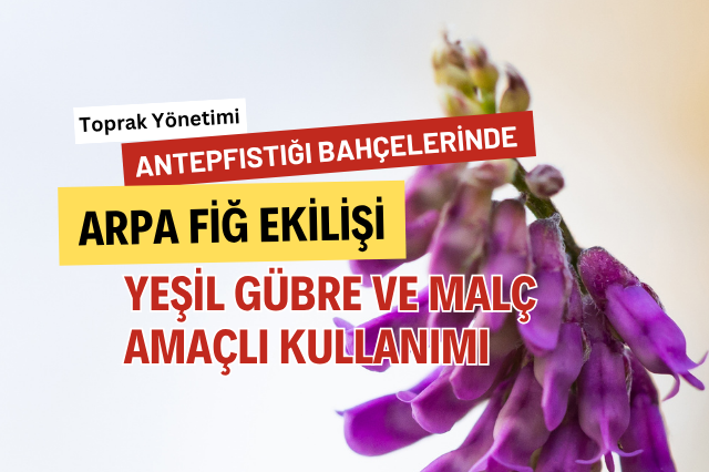 arpa fiğ anteğ fıstığı bahçeleri