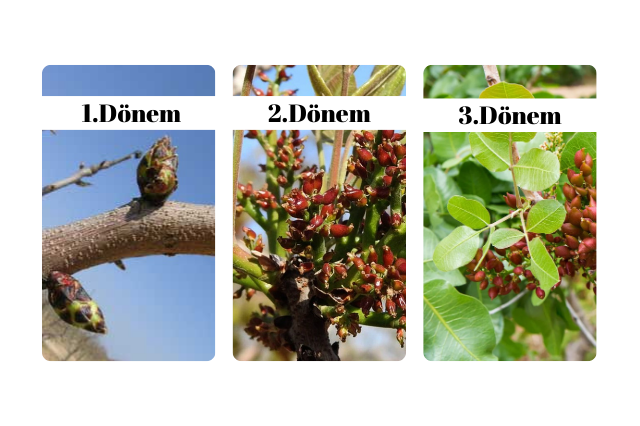 çinko gübre uygulama zamanı