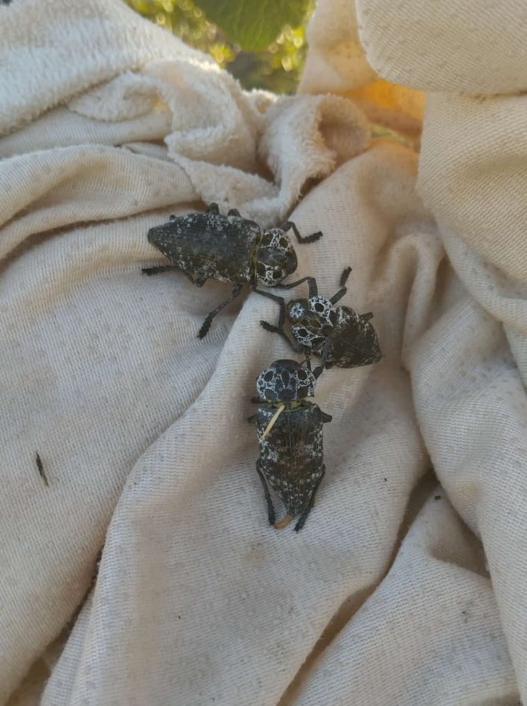 dip kurdu giysi tuzağı (2)