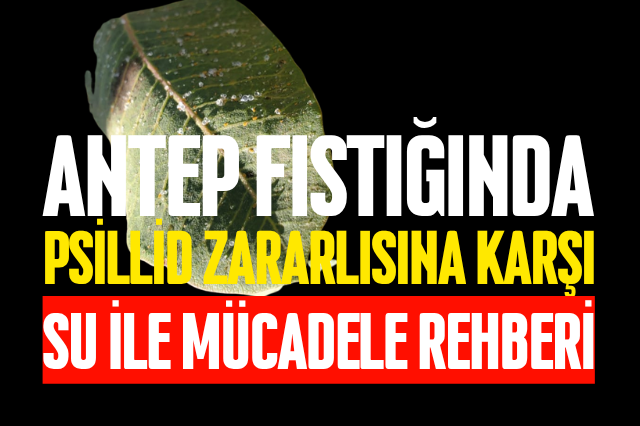 Antep Fıstığında Psillid Zararlısına Karşı Su ile Mücadele Rehberi