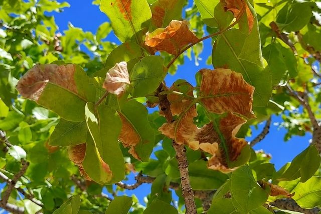 Antep-Fistiginda-Sicaklik-Stresi-mi-Candidatus-Phytoplasma-solani-mi-Yaprak-Belirtileri-ve-Farklari.j